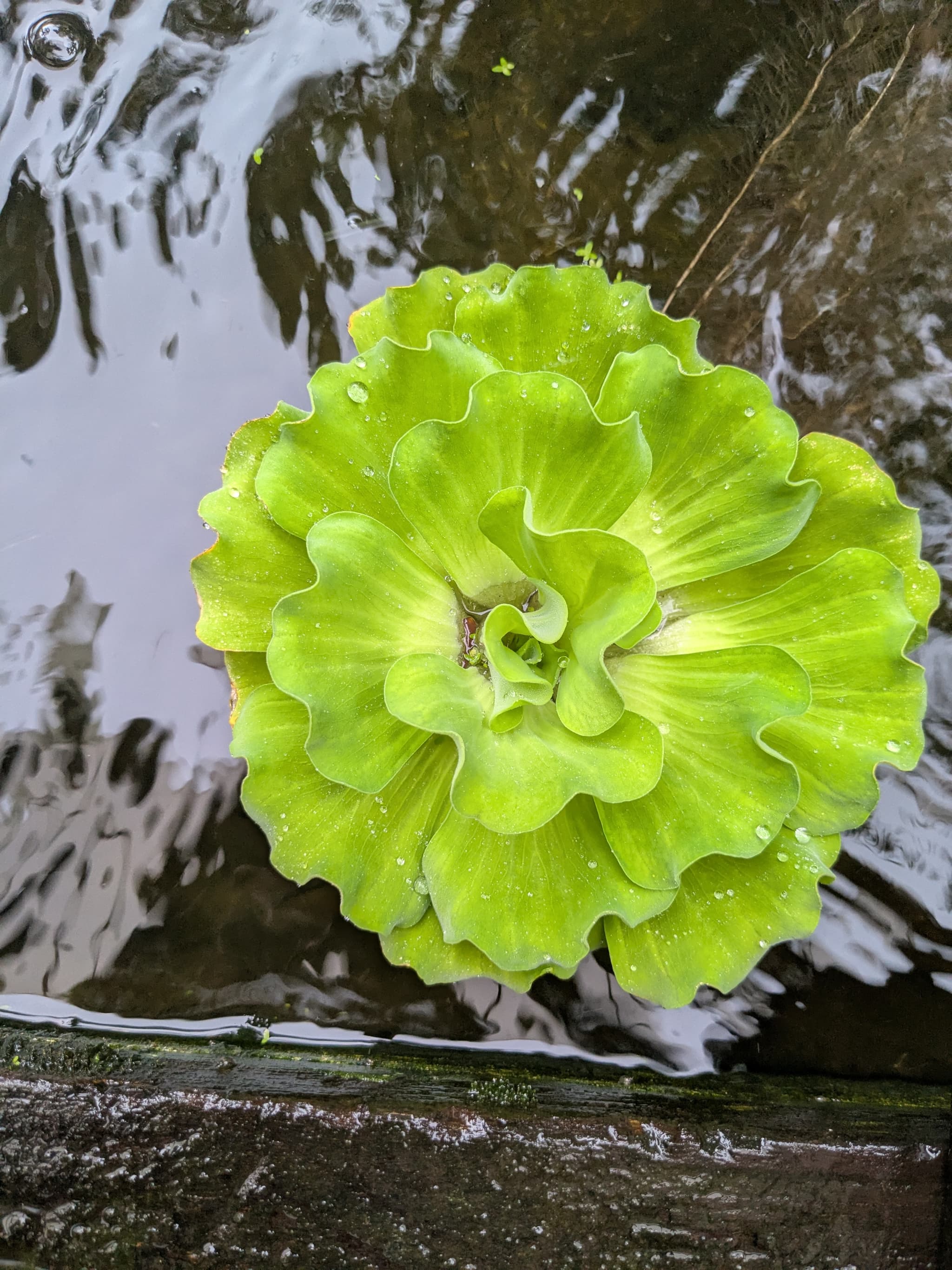 Huge Beautiful curly leaves water lettuce