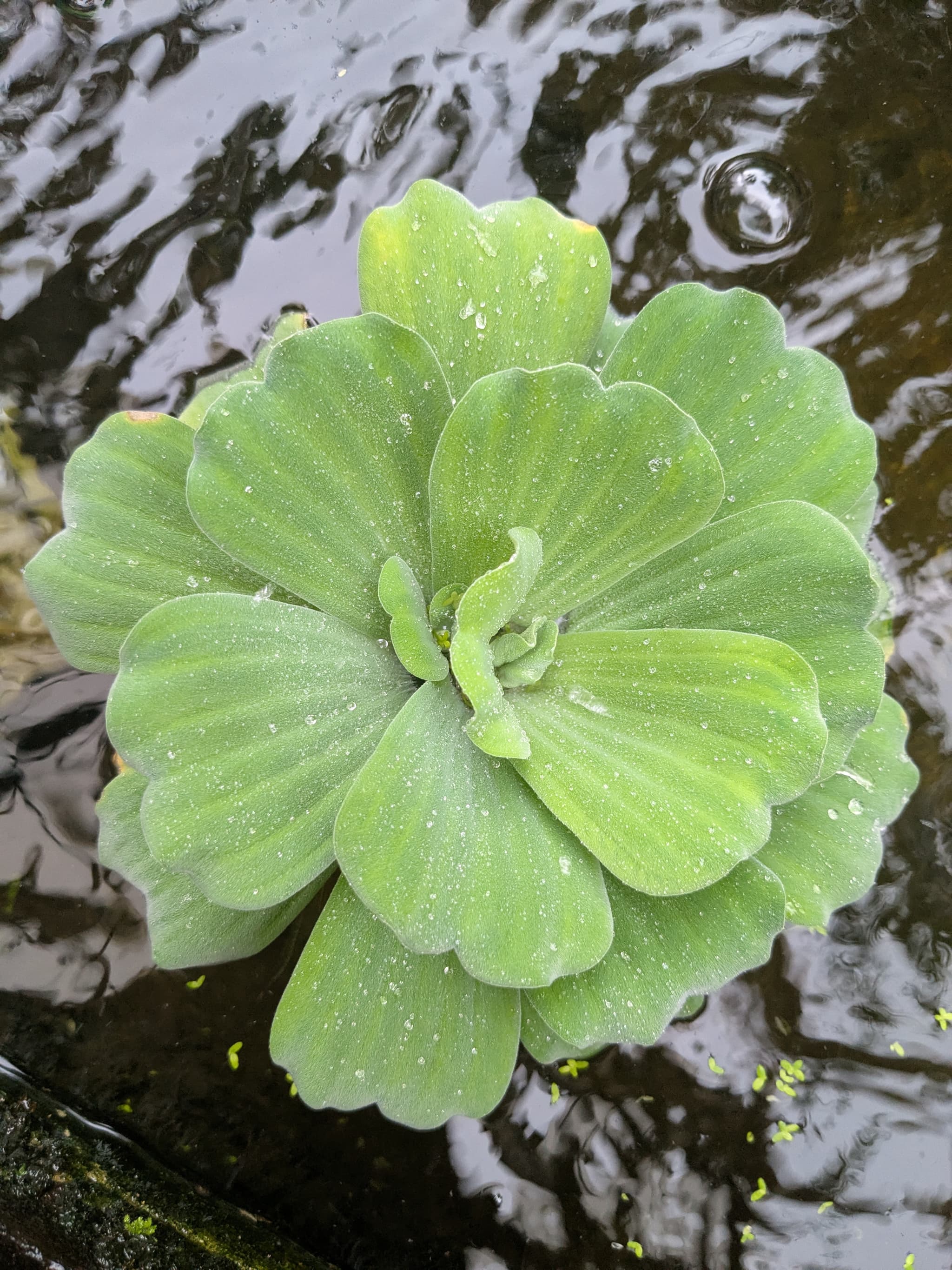 Huge Beautiful water lettuce