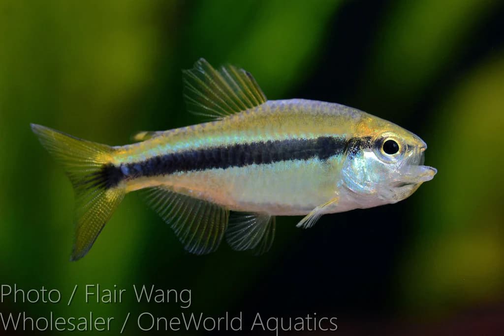 Hyphessobrycon cf. Cyanotaenia "Rio Aripuanã"