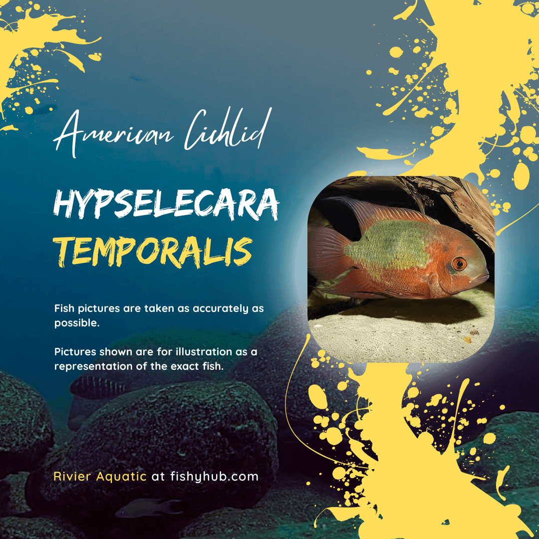 Emerald Cichlid (Hypselecara Temporalis)