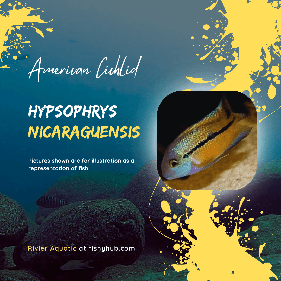 Nicaraguan Cichlid (Hypsophrys Nicaraguensis)