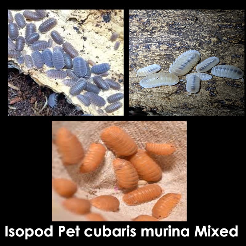 Isopod Pet cubaris murina Mixed