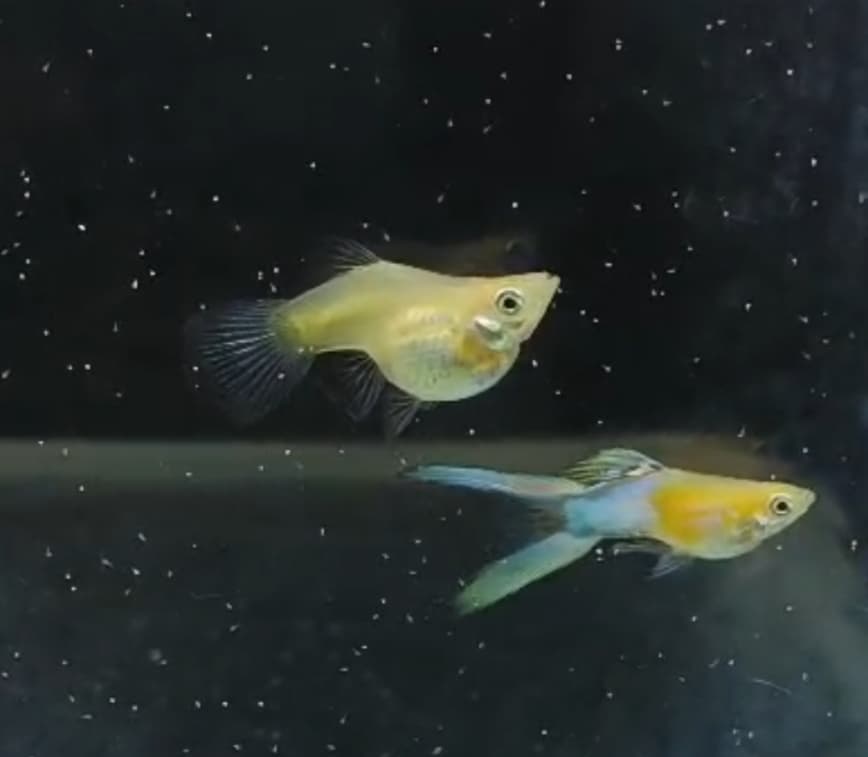 Japan blue double sword super short body