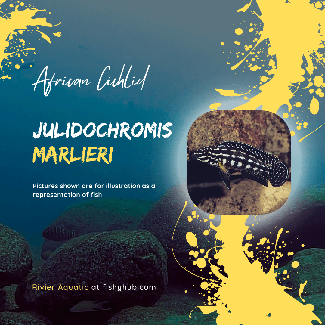 Marlier's Julie Cichlid (Julidochromis Marlieri)