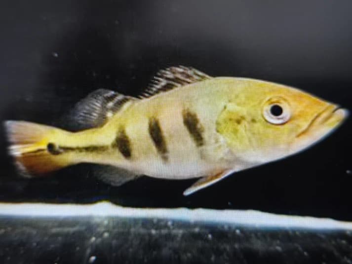 Kelberi peacock bass 6-8cm