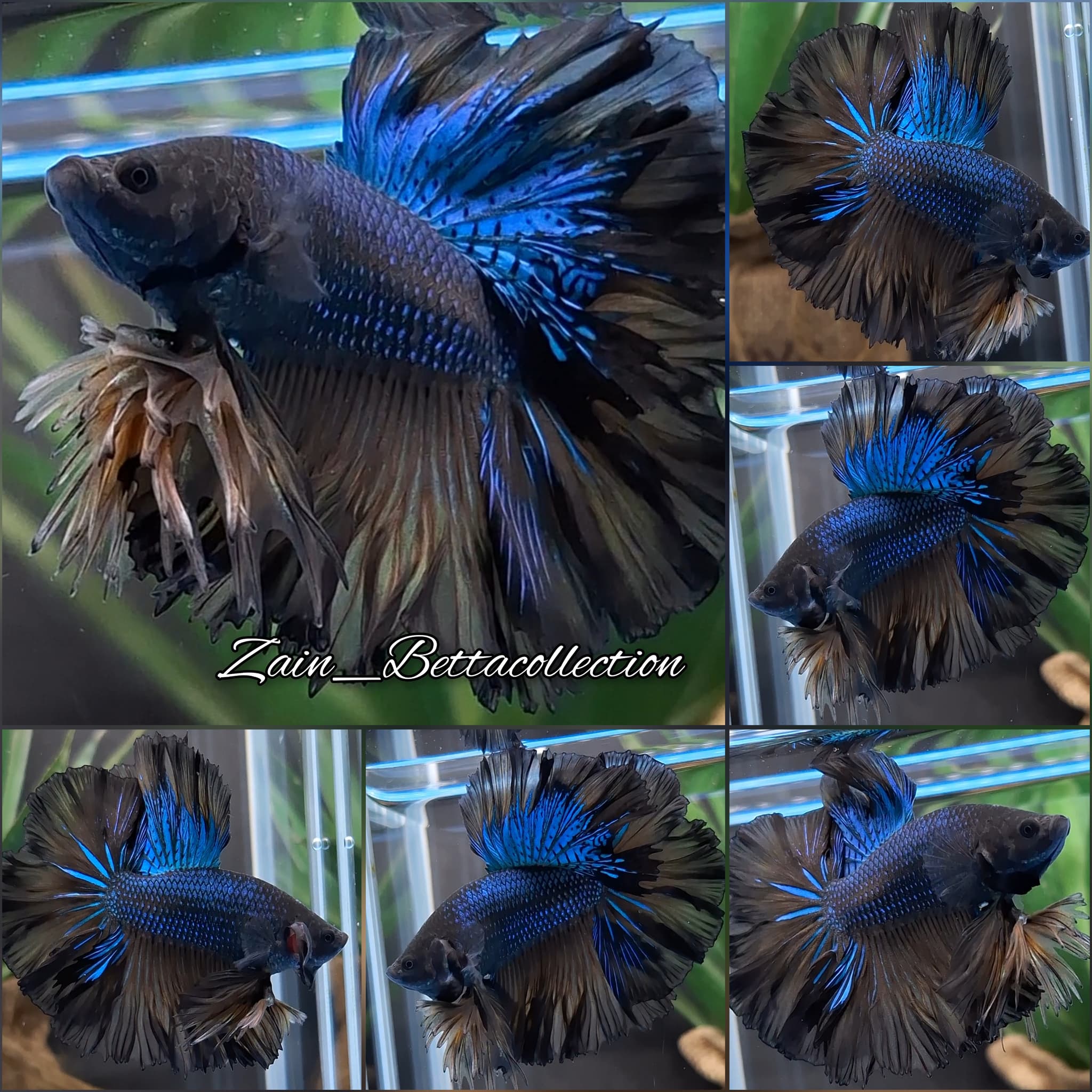 Rosetail Mustard Gas Black Orchid Betta Fish