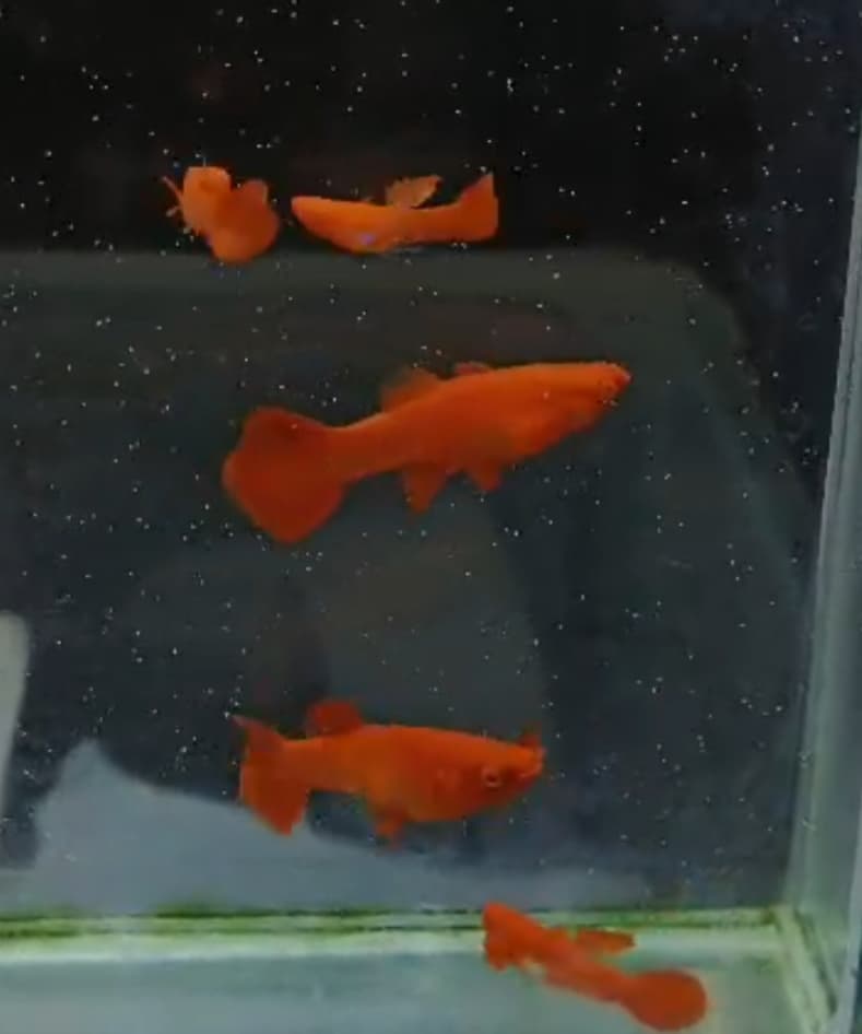 Koi red ear super red