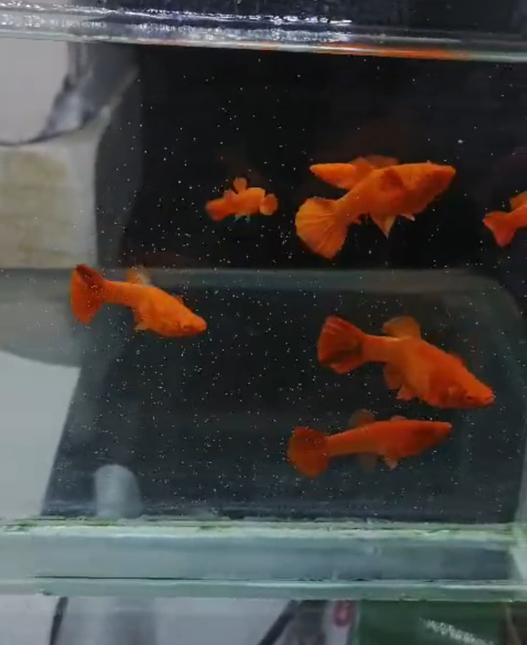 Koi red ear super red