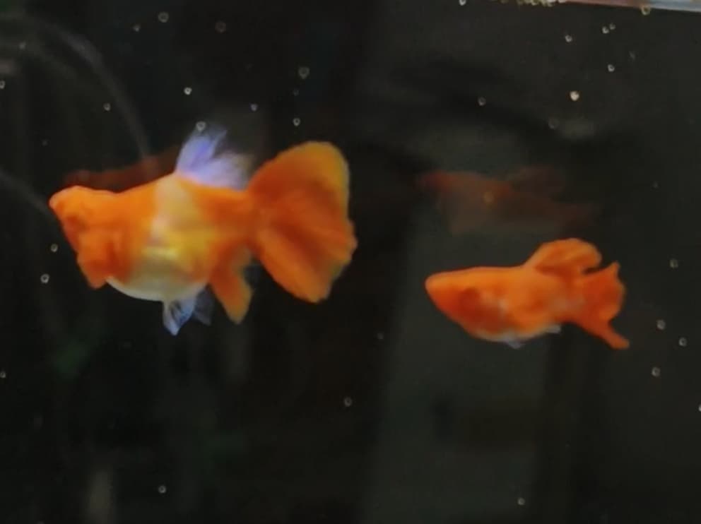 Koi red ear super short body