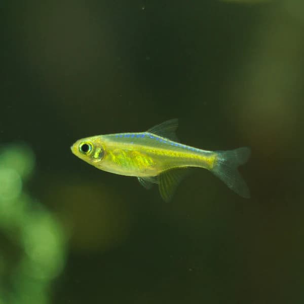 Kubotai Rasbora 2cm