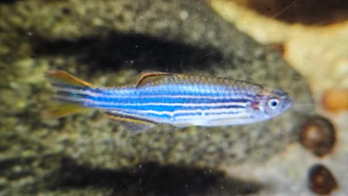 Kyathit danio 3cm