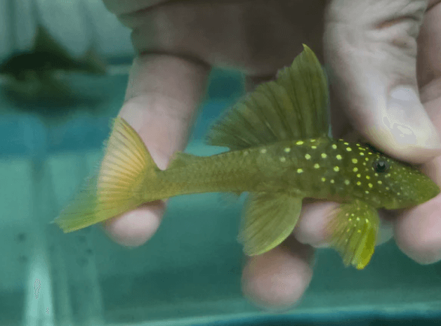 L200 green phantom pleco 6-8cm