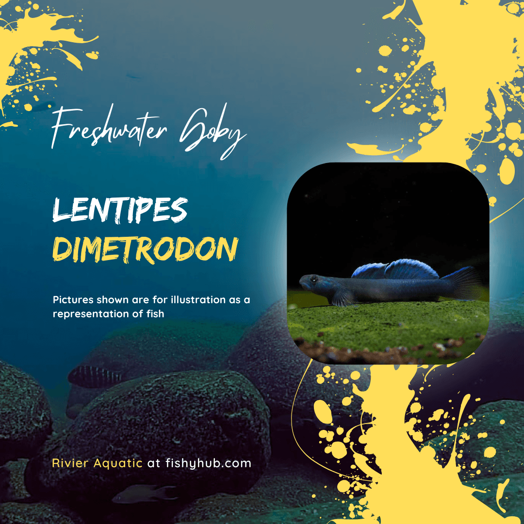 Lentipes Dimetrodon Goby