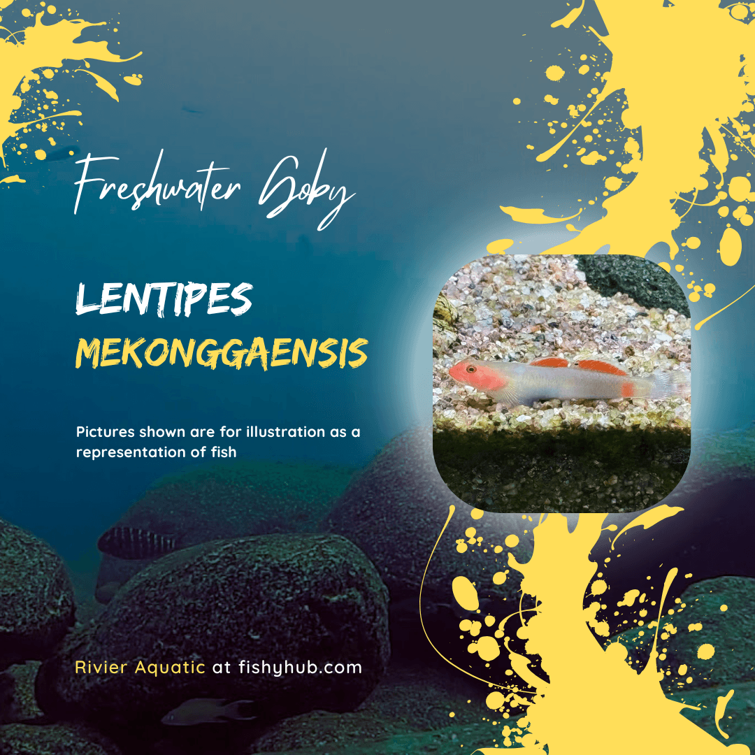 Lentipes Mekonggaensis Goby