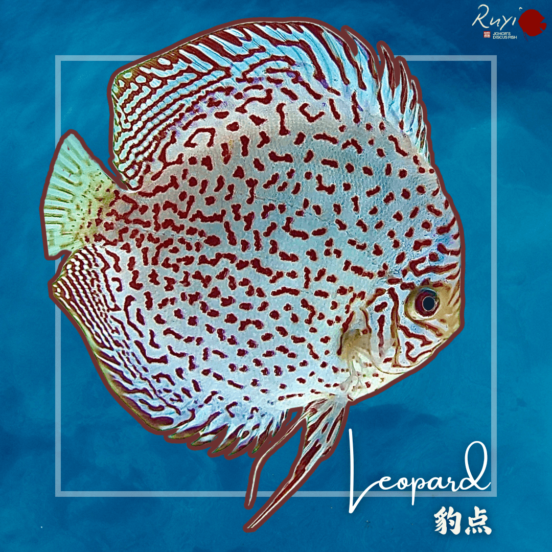 Leopard 豹点 Discus