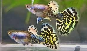Leopard Guppy