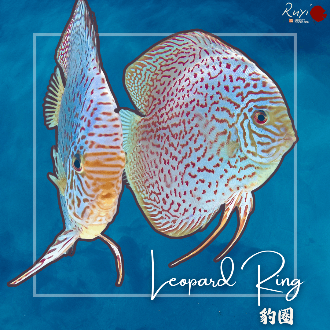 Leopard Ring 豹圈 Discus