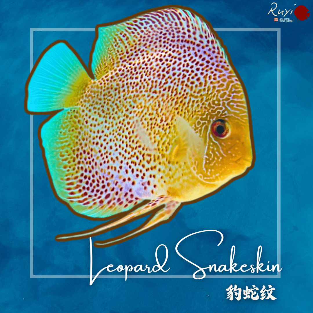 Leopard Snakeskin 豹蛇纹 Discus