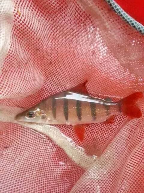 Long nosed Distichodus Lusosso