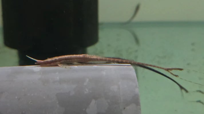 Long nosed fallowella 8-12cm