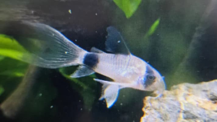Longfin panda corydoras 3cm