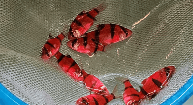 Luminous Tiger Barb red 2.5cm x 5pc