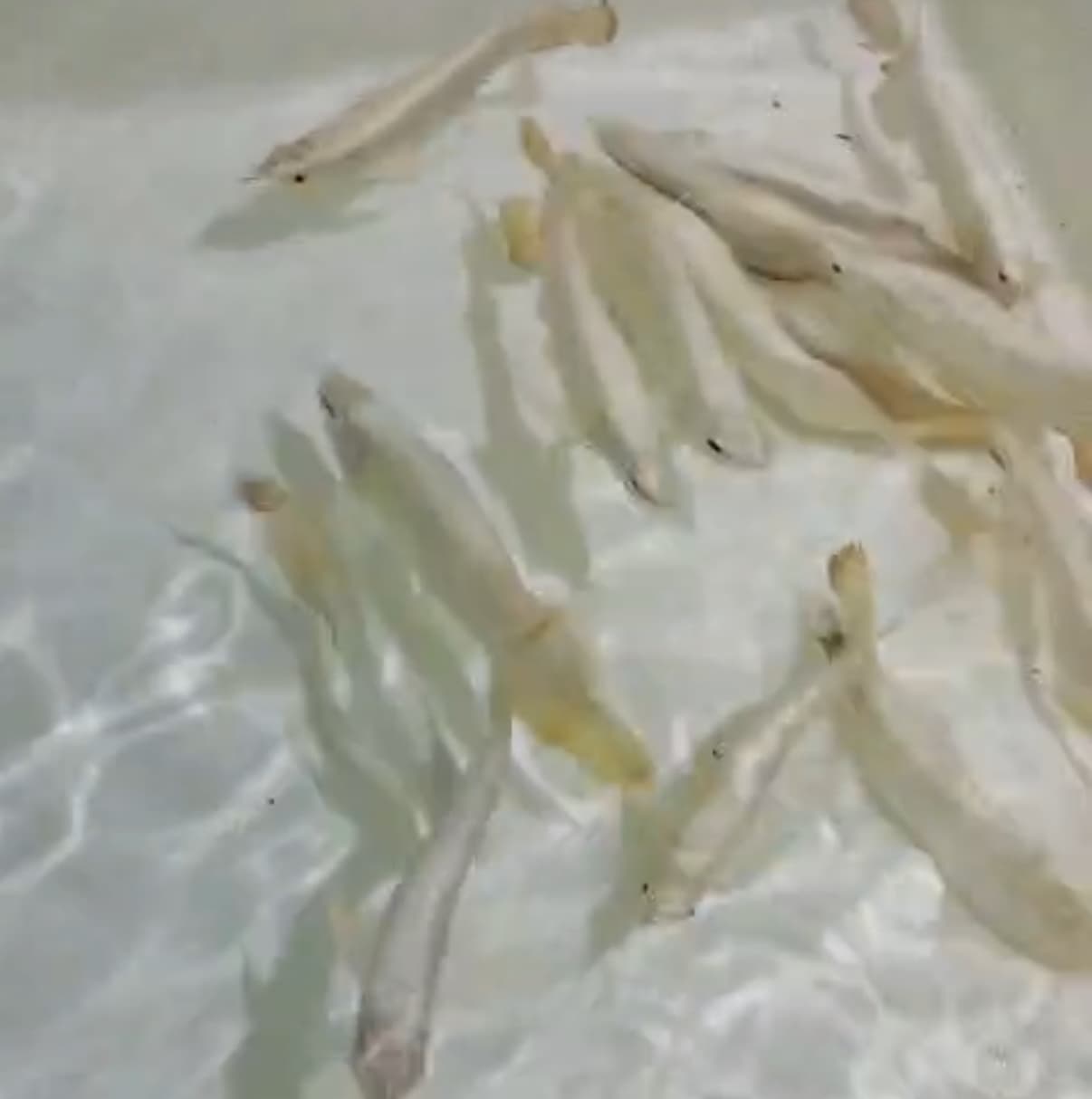 MGBB blue base crossback arowana