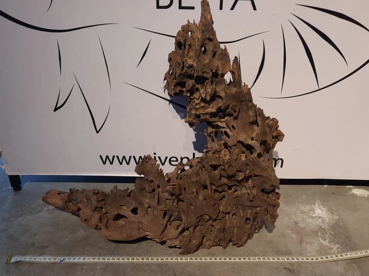 Malaysian Driftwood A