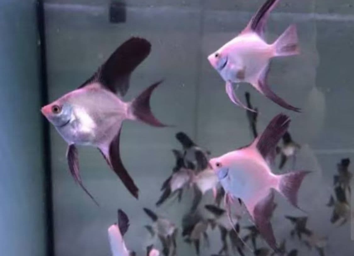 Manfish Bulgarian sealpoint