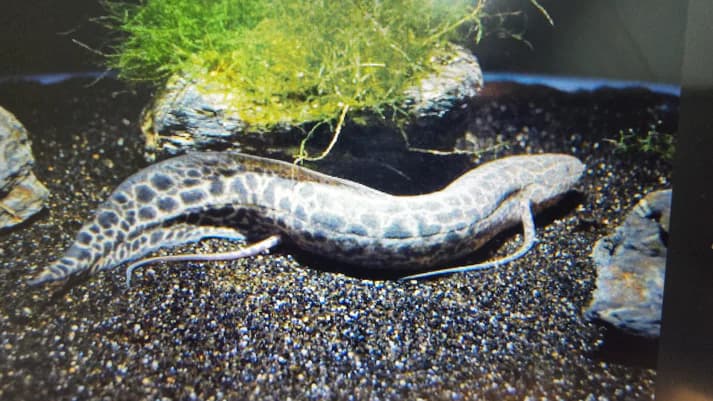 Marbled lungfish 25-35cm
