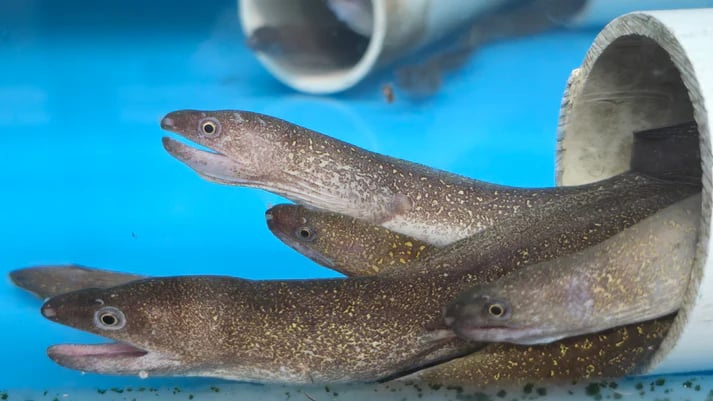 Marbled moray eel 10-12"