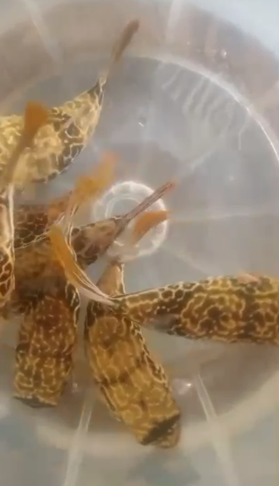 Mbu Puffers. Tetraodon Mbu