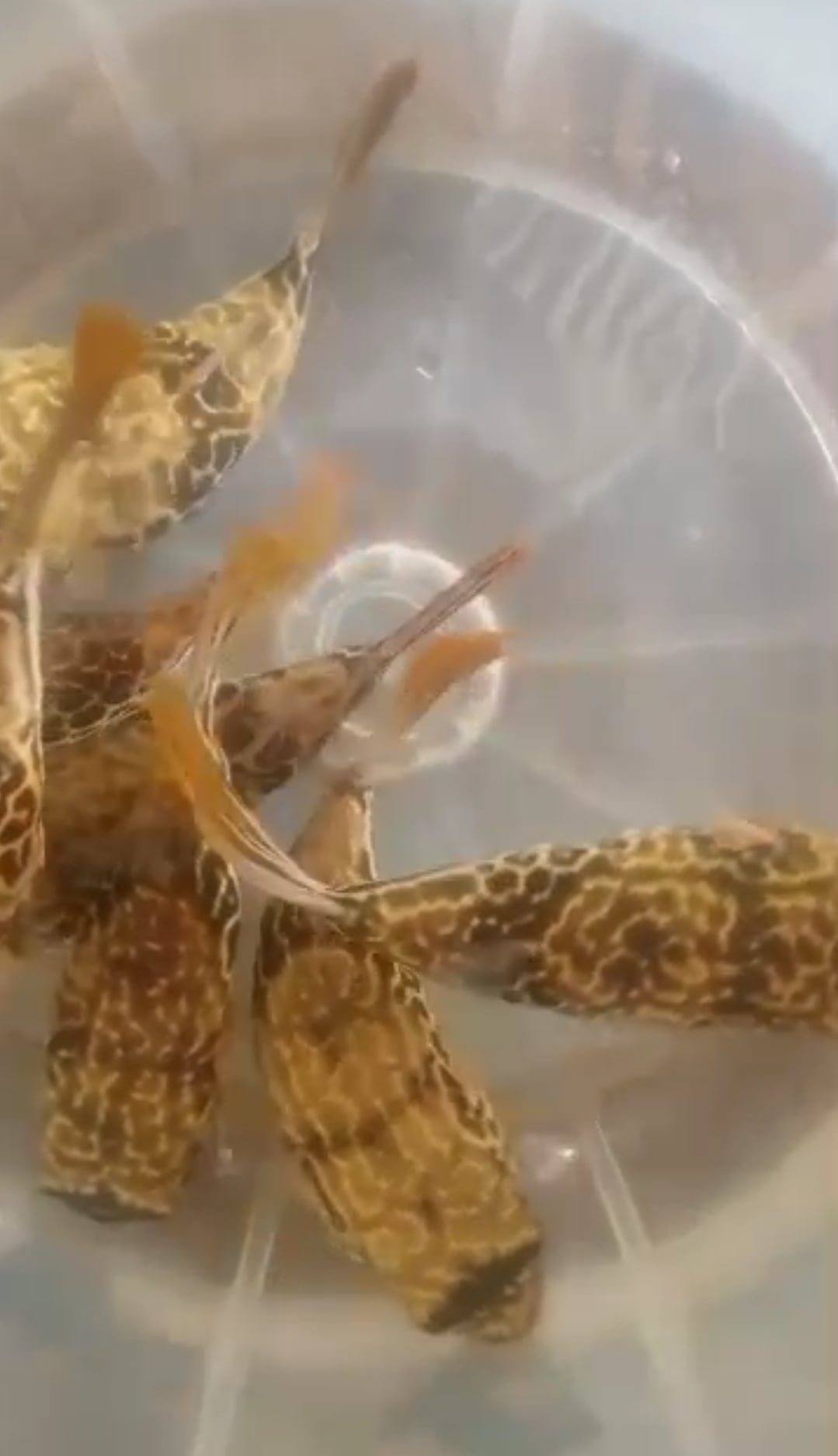 Mbu Puffers. Tetraodon Mbu