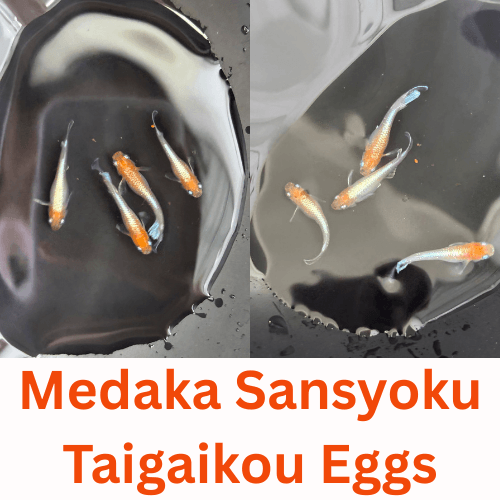 Medaka Sansyoku Taigaikou Eggs