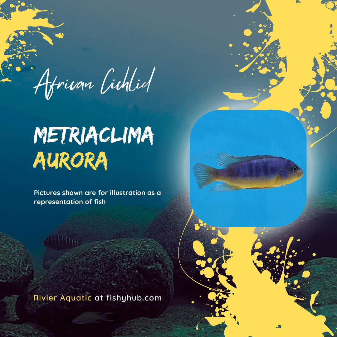 Aurora Cichlid (Metriaclima Aurora)