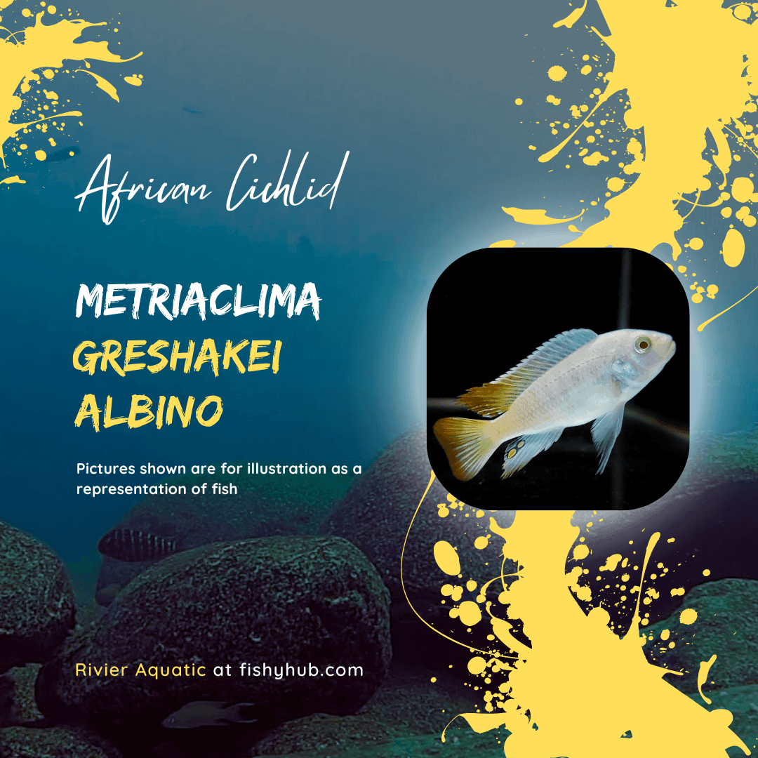 Metriaclima Greshakei Albino Cichlid