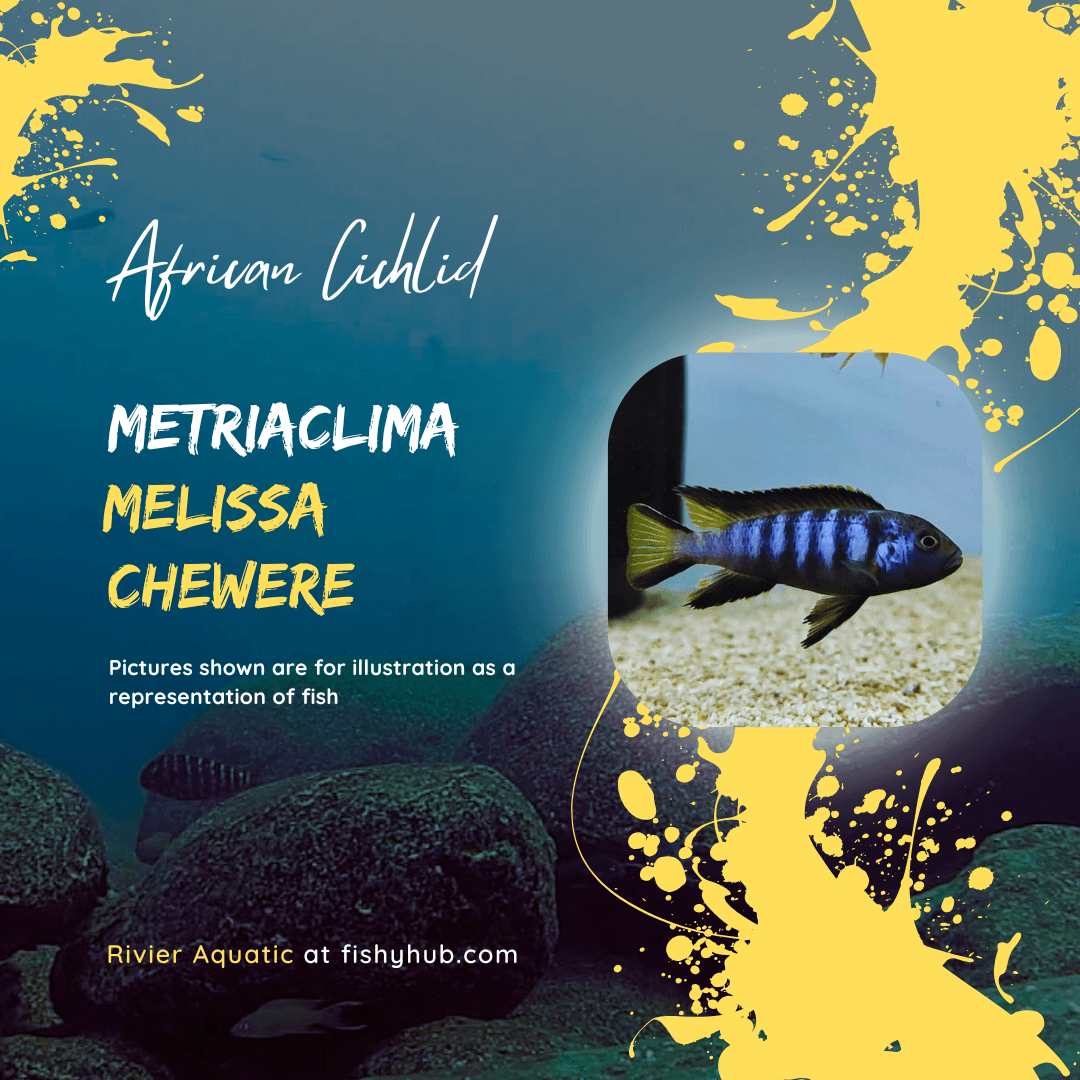 Elongatus Chewere Cichlid (Metriaclima Melissa Chewere)