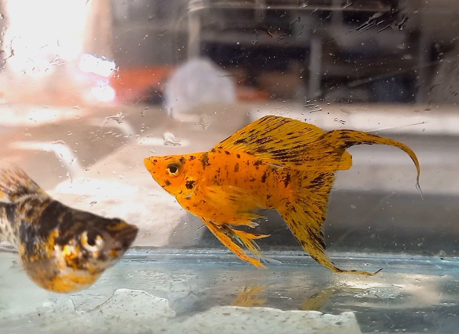 Molly Leopard Shortbody Larytail & Roindtail