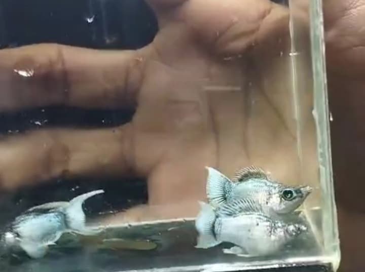 Molly silver elektrik blue eye