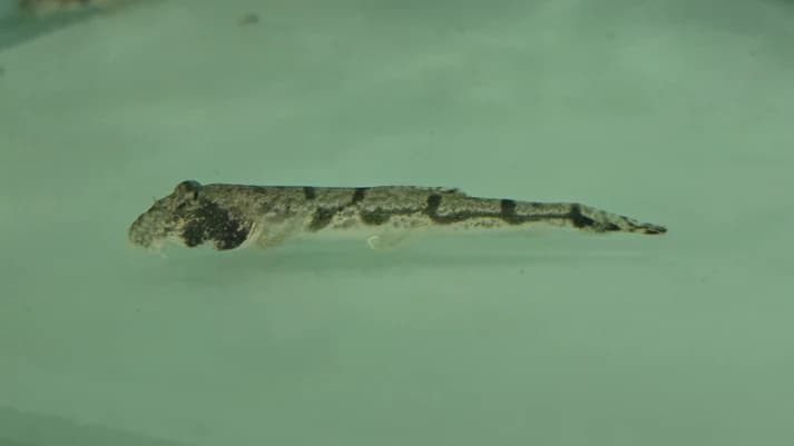 Moose-face loach 8-12cm