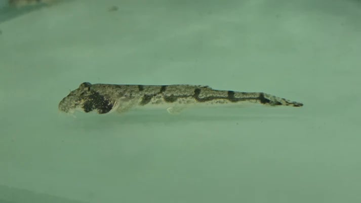 Moose-face loach 8-12cm