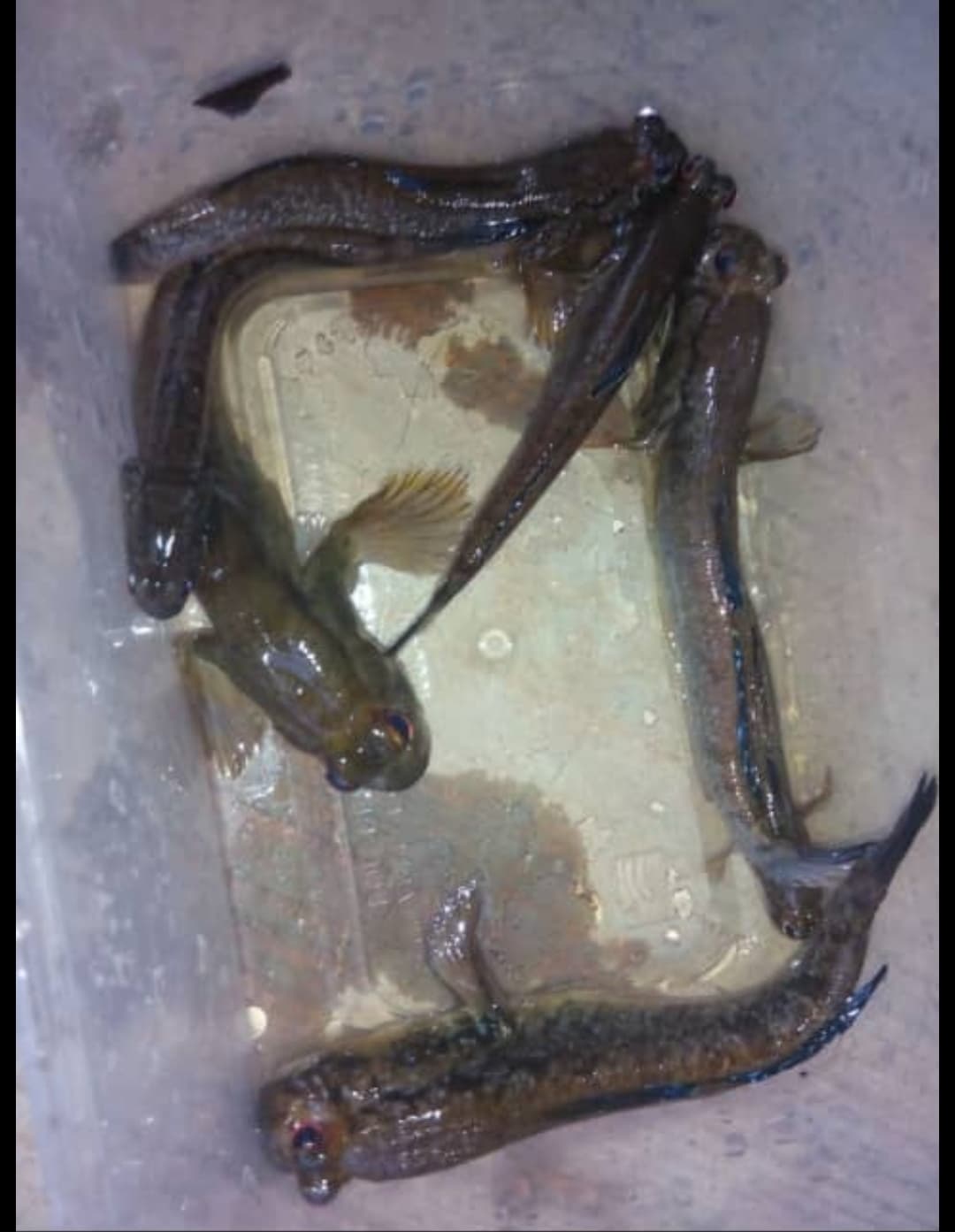 Mudskipper - Periophthalmus barbarus