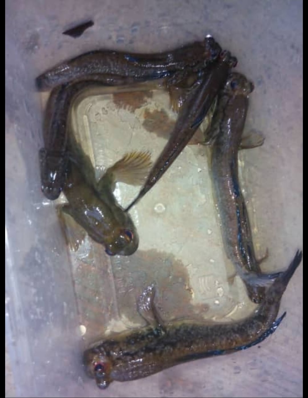 Mudskipper - Periophthalmus barbarus