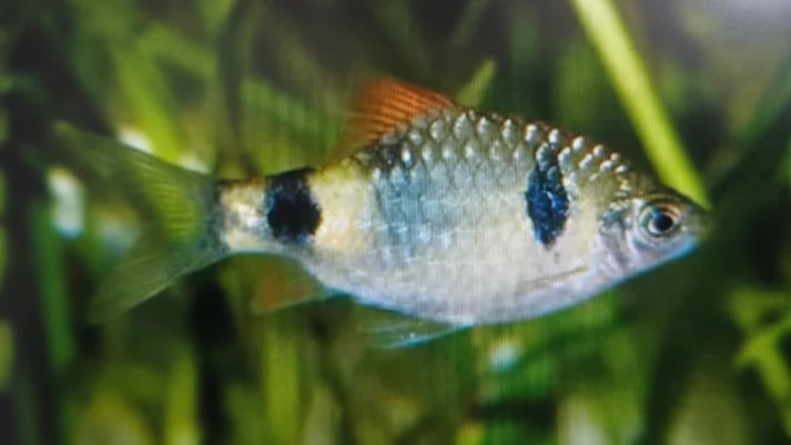 Nayaran barb 2.5-3cm