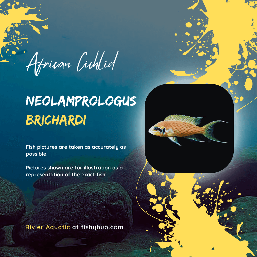Lyretail Cichlid (Neolamprologus Brichardi)