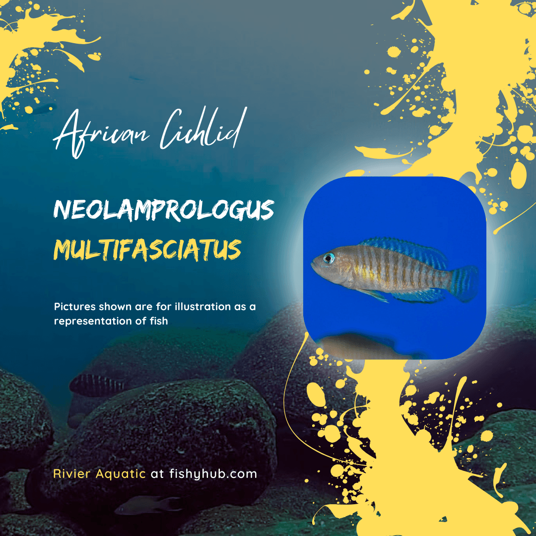 Multis Cichlid (Neolamprologus Multifasciatus)