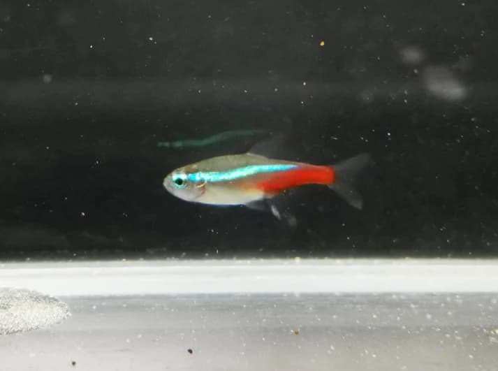 Neon tetra 2.5cm