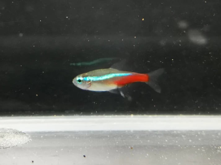Neon tetra 2.5cm