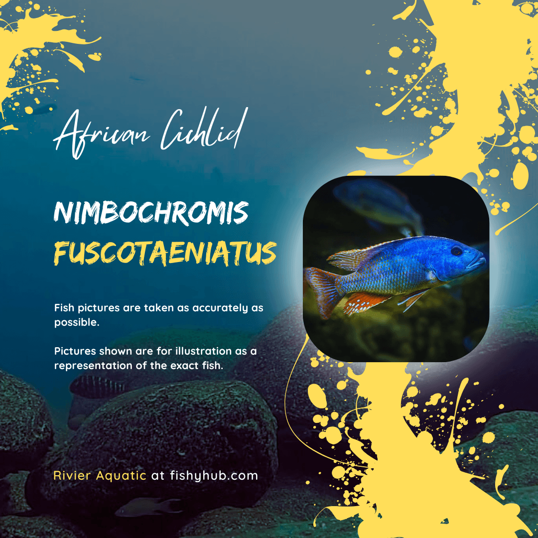 Fusco Cichlid (Nimbochromis Fuscotaeniatus)