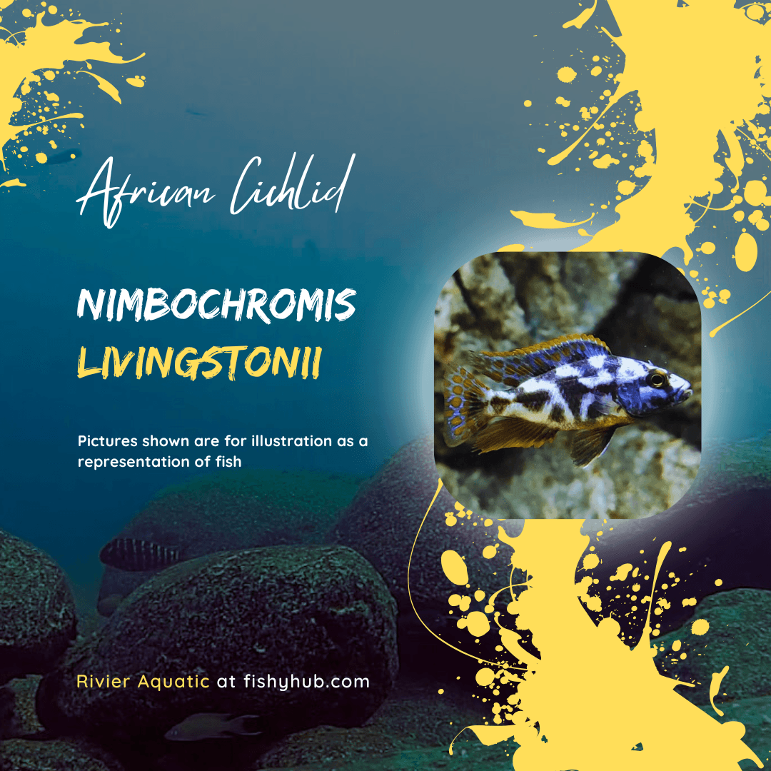 Livingston's Cichlid (Nimbochromis Livingstonii)